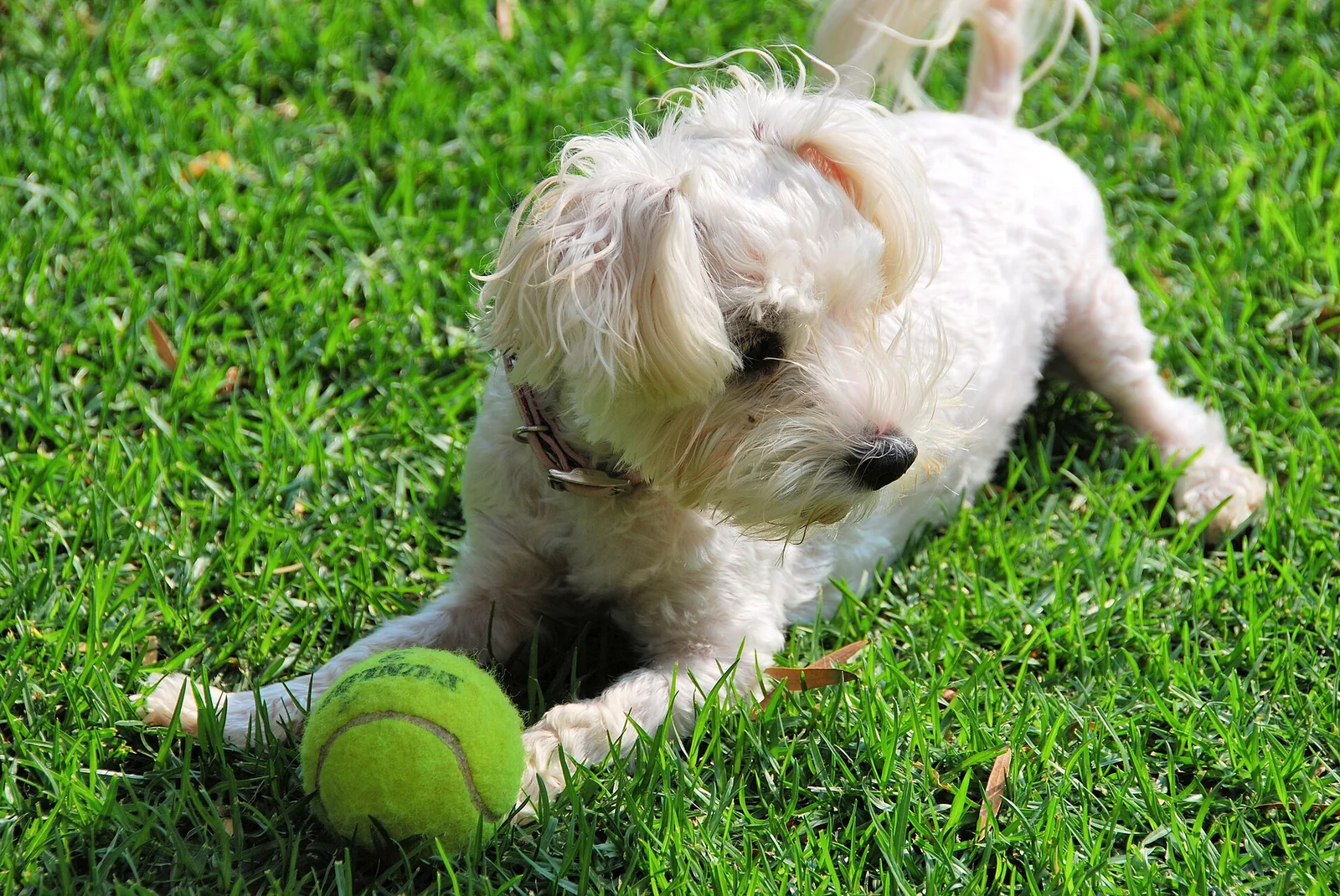 Small Daily Habits That Make Life Better With Your Dog
