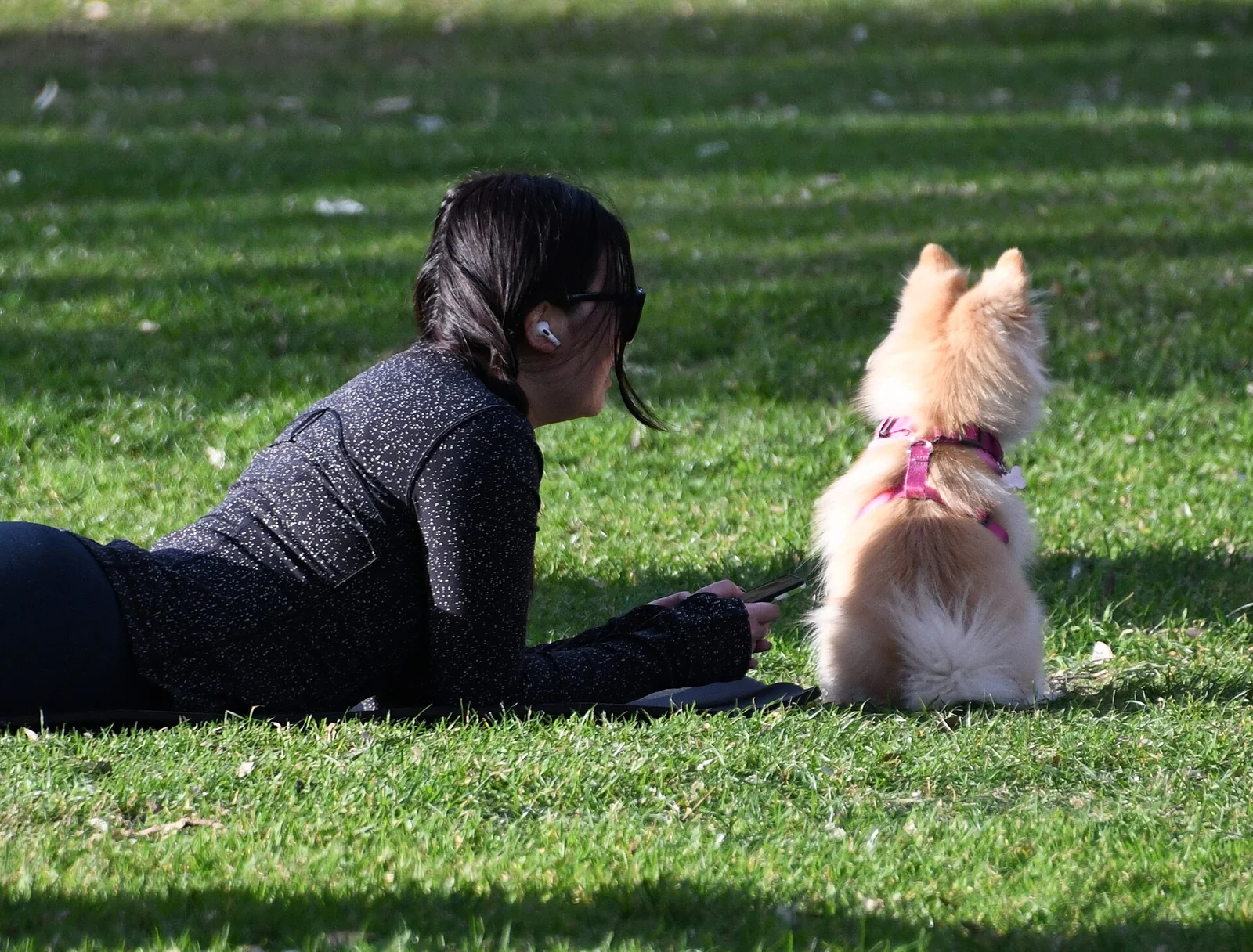 Rescue Dog Training: Start With Safety, Routine and Room to Breathe
