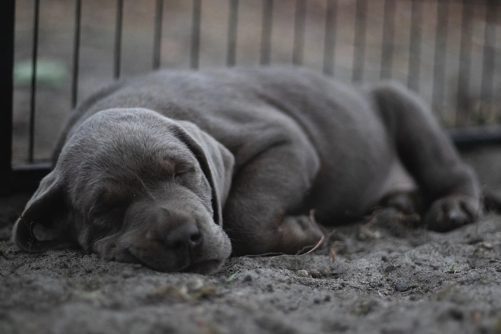 Sabi and Zambi: A Labrador–Lion Story Needs Its Specialist Context