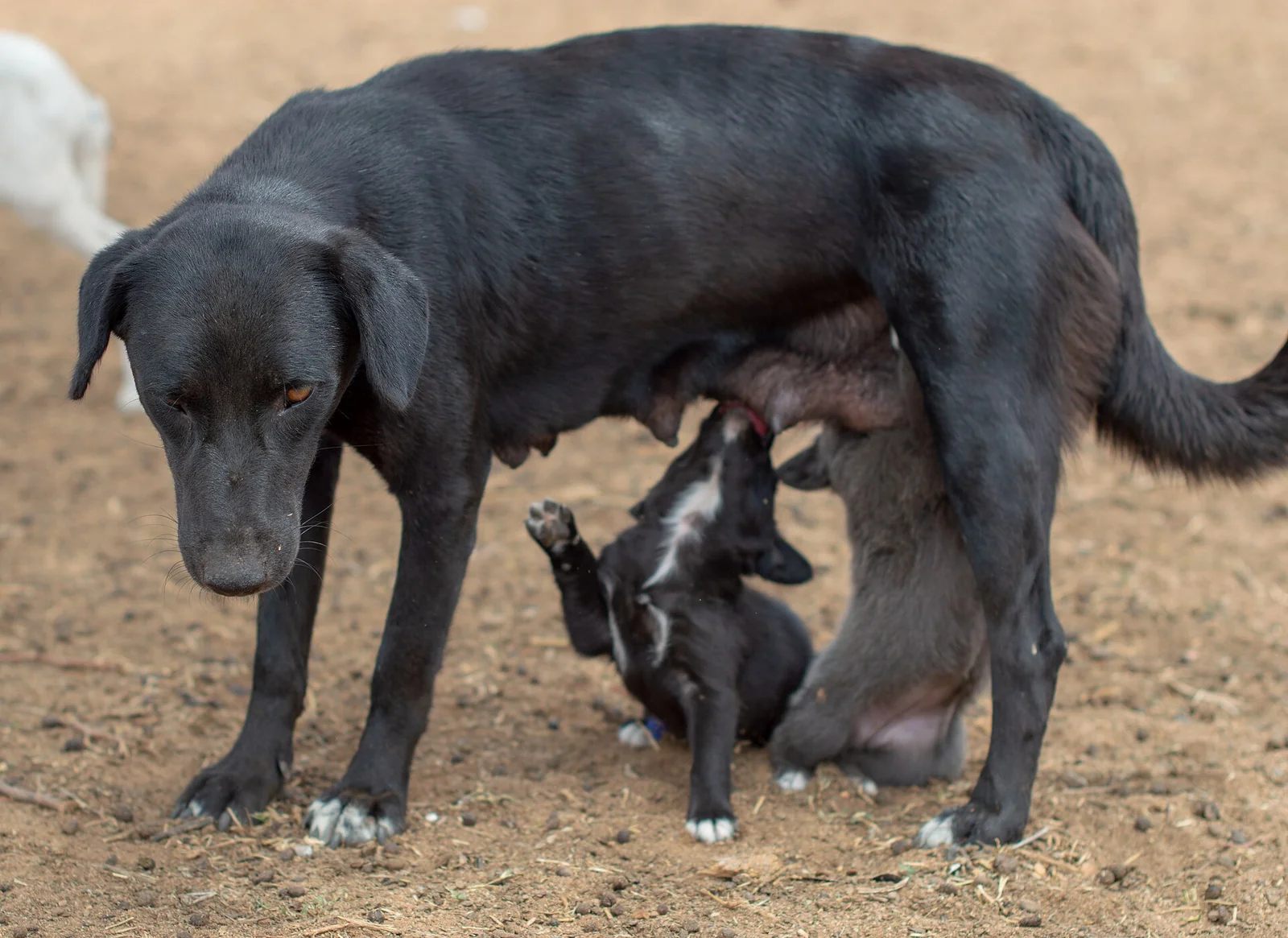 A black mother dog nursing her small puppies outdoors