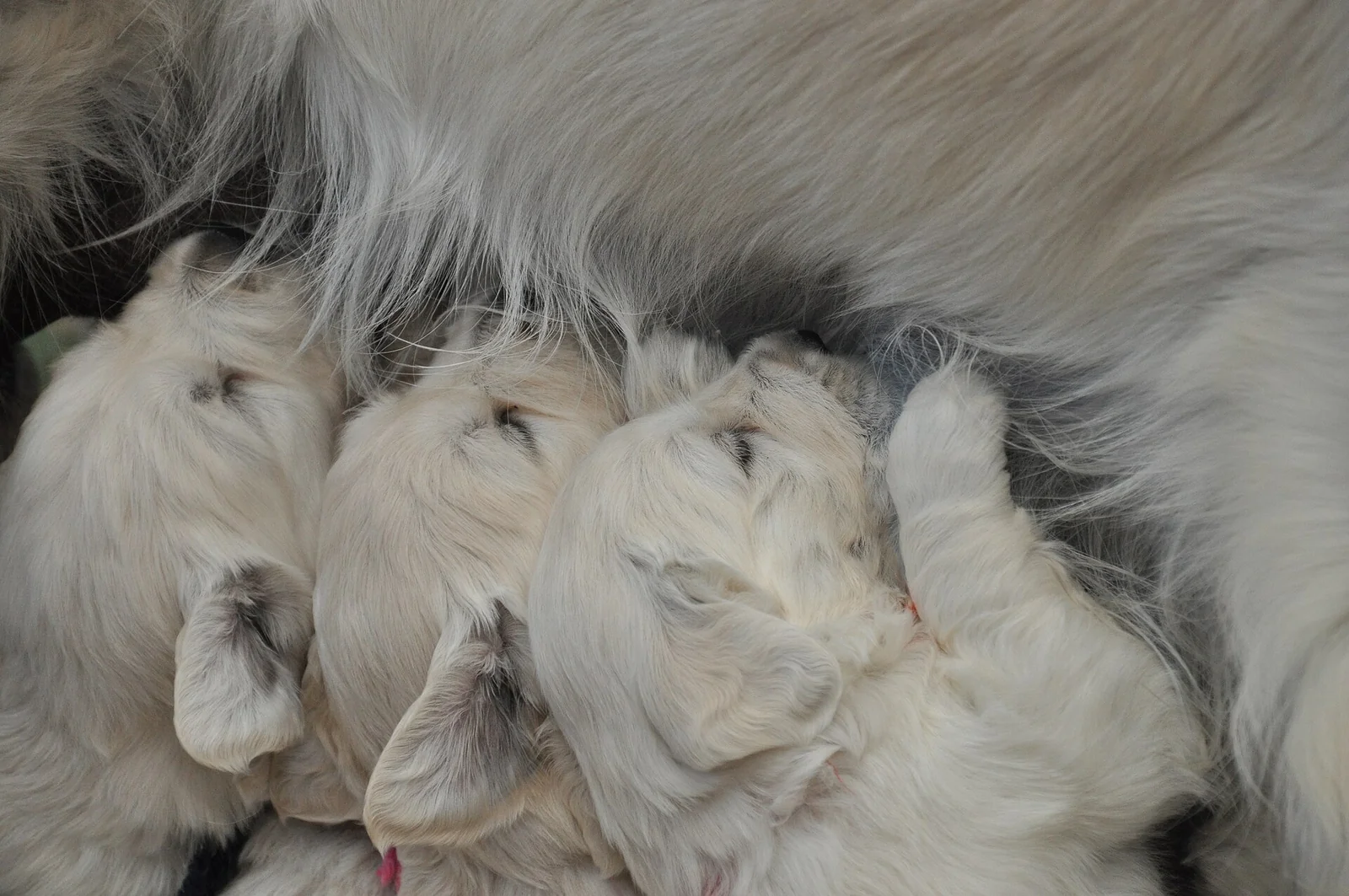 Young golden retriever puppies nursing close together