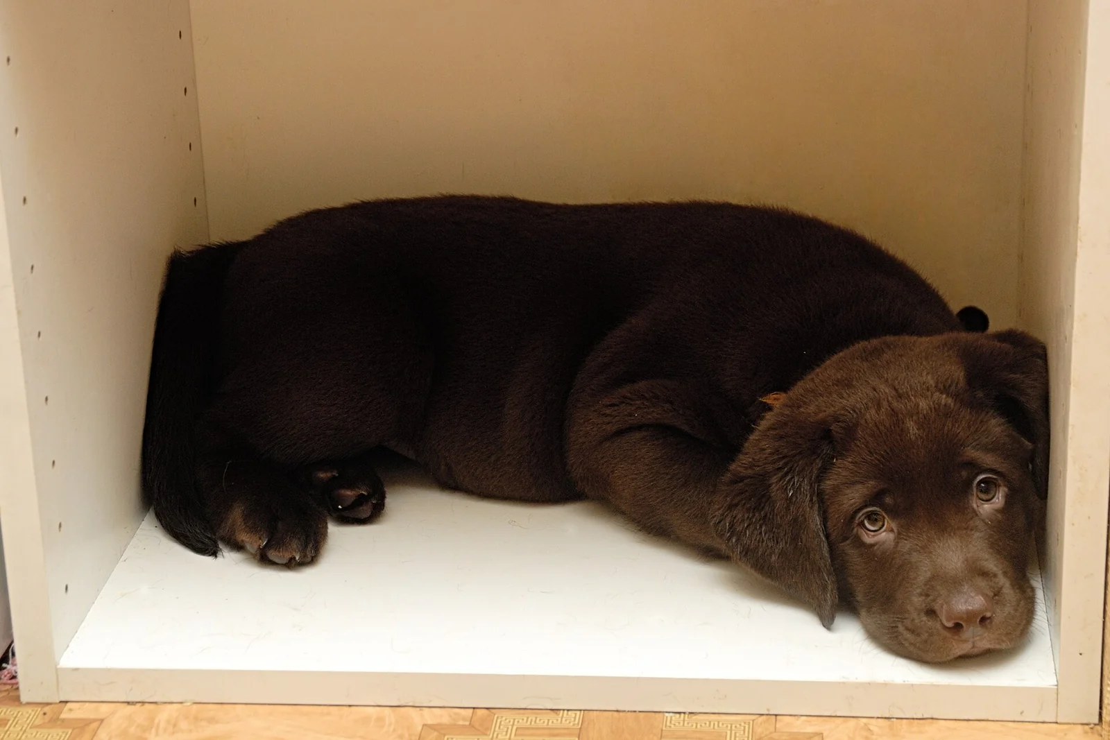 Puppy-Proofing Your Home: Check the Room From Floor Level