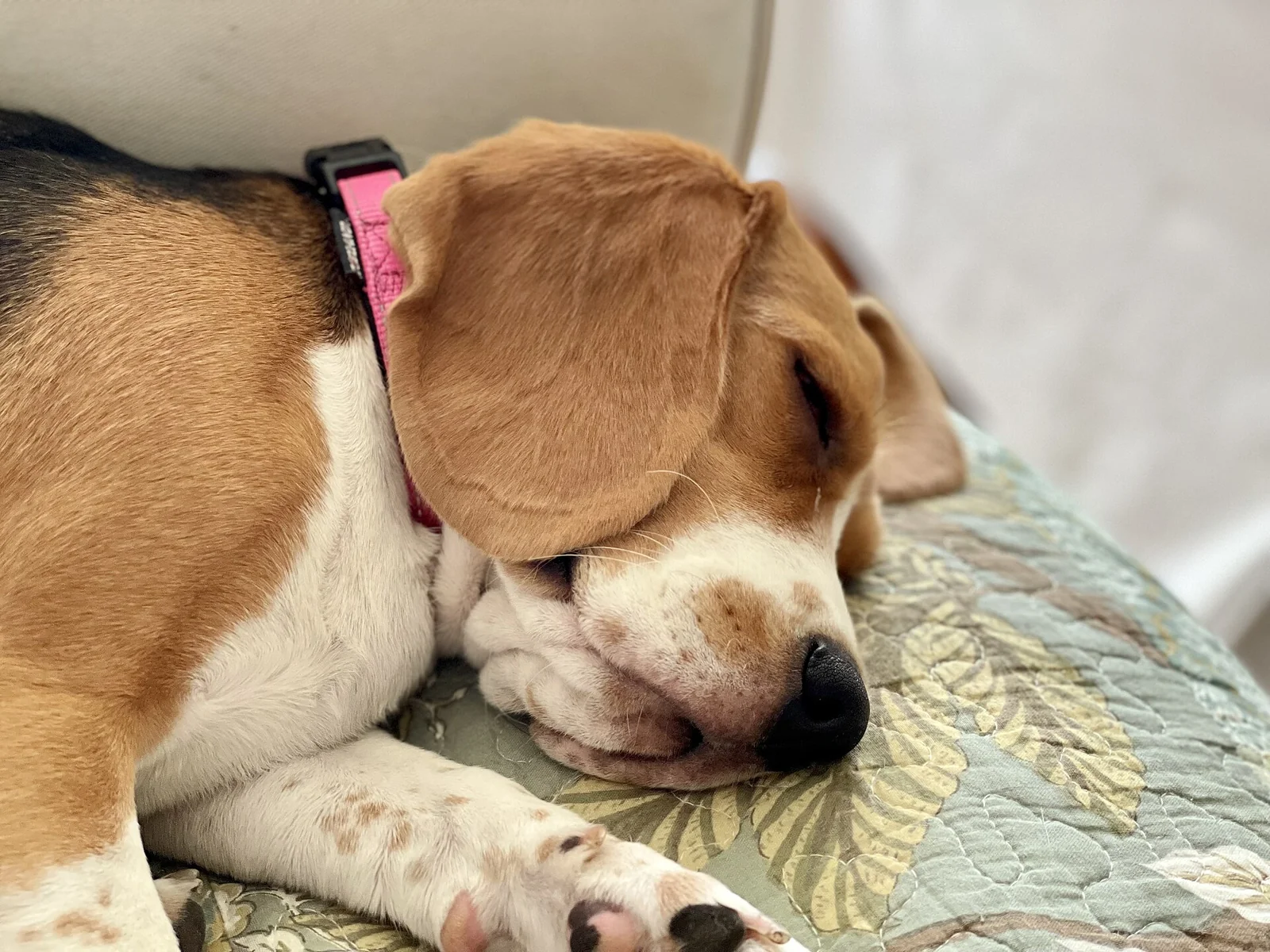 Hookworms in Dogs: Testing, Treatment and Preventing Another Infection