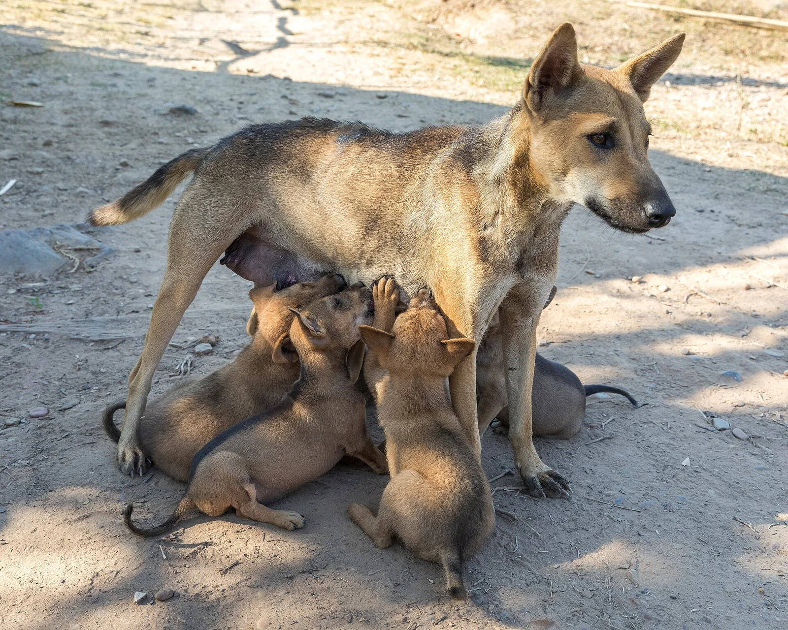 A mother dog standing while her puppies nurse outdoors