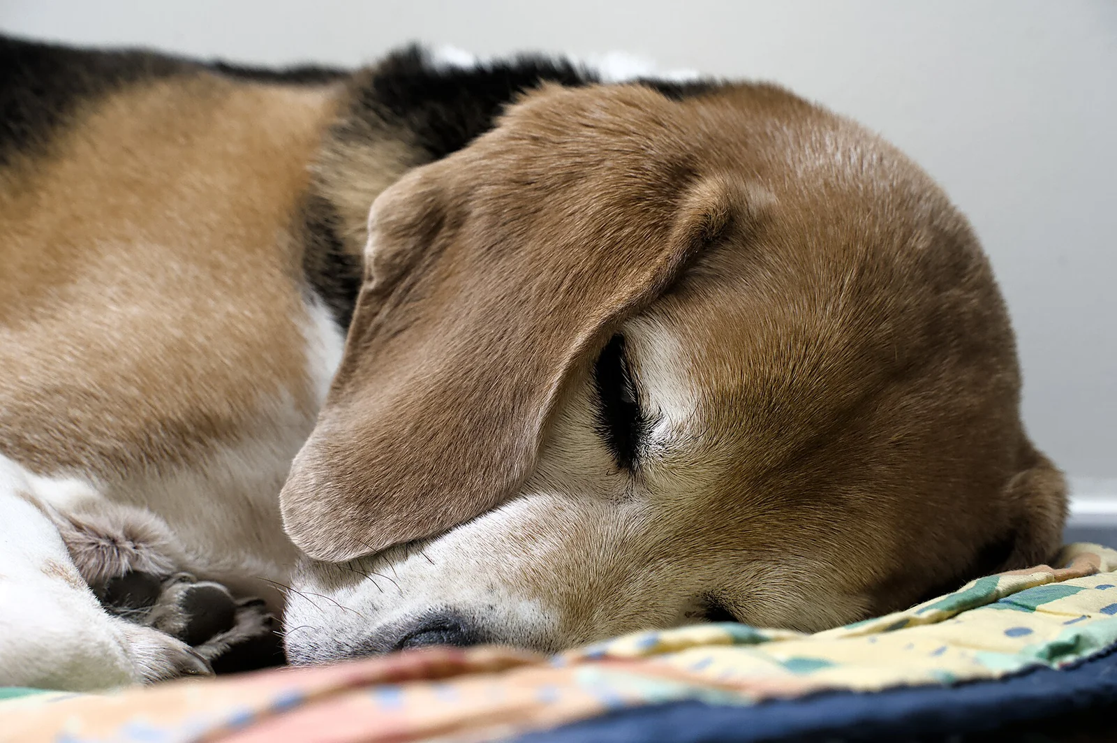 Birdie’s Rescue Story Reaches a New Chapter: A Home