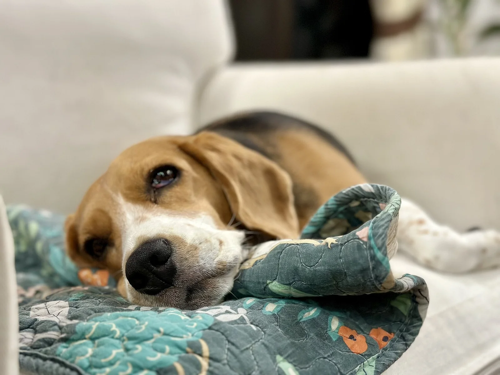 Flea and Tick Control: Choose a Plan, Not a Home-Remedy Experiment