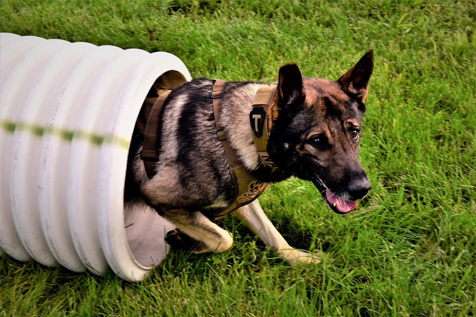 A German shepherd emerging from a training tunnel