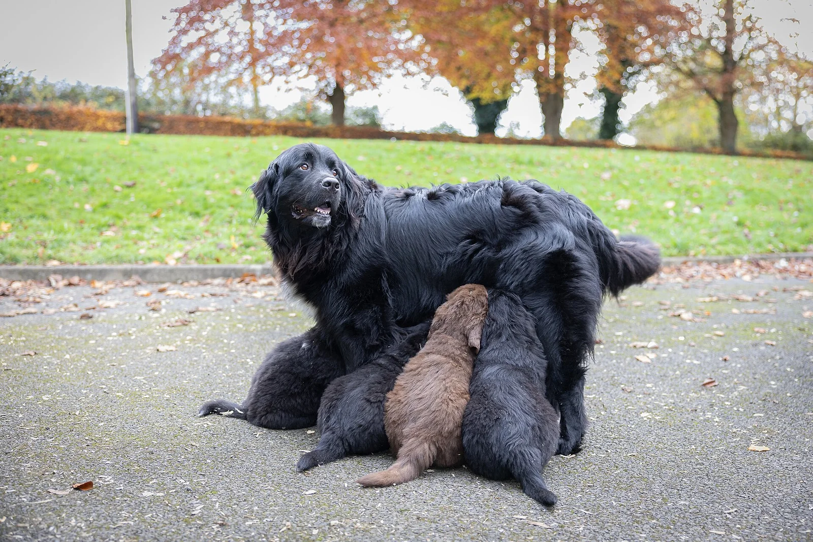 The Mother Dog and the Kitten: What a Shared Nest Can Tell Us