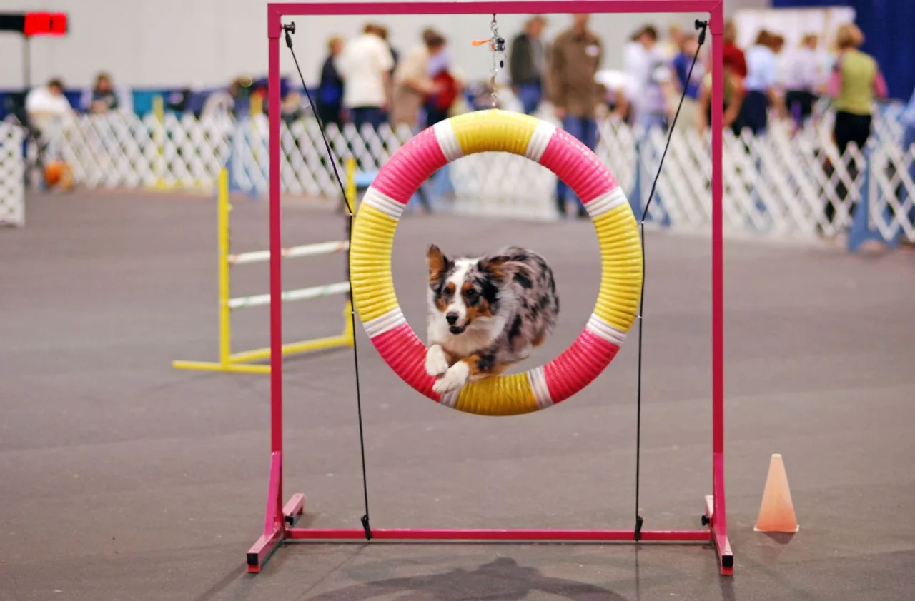 An Australian shepherd jumping through an agility hoop