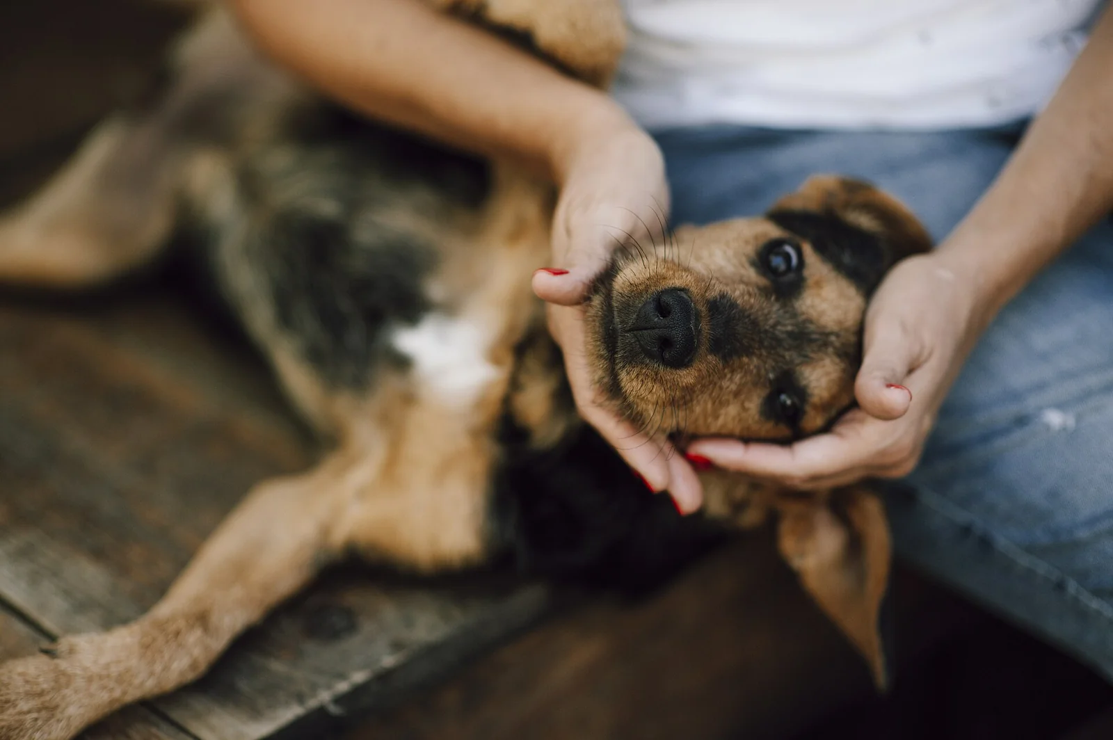 Isabella’s Rescue Account Shows the Work Before a Dog Can Leave