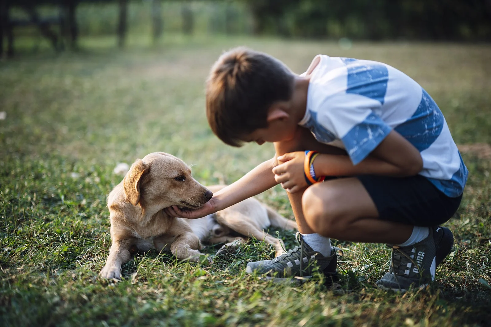 Family Dogs and Children: Choose the Individual, Build the Routine