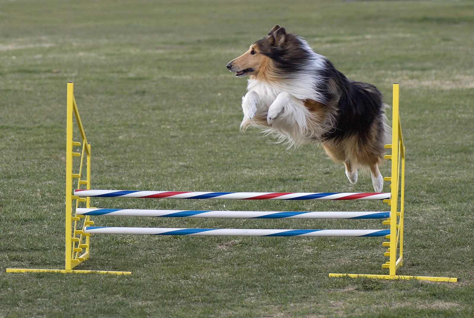A rough collie clearing an outdoor agility jump