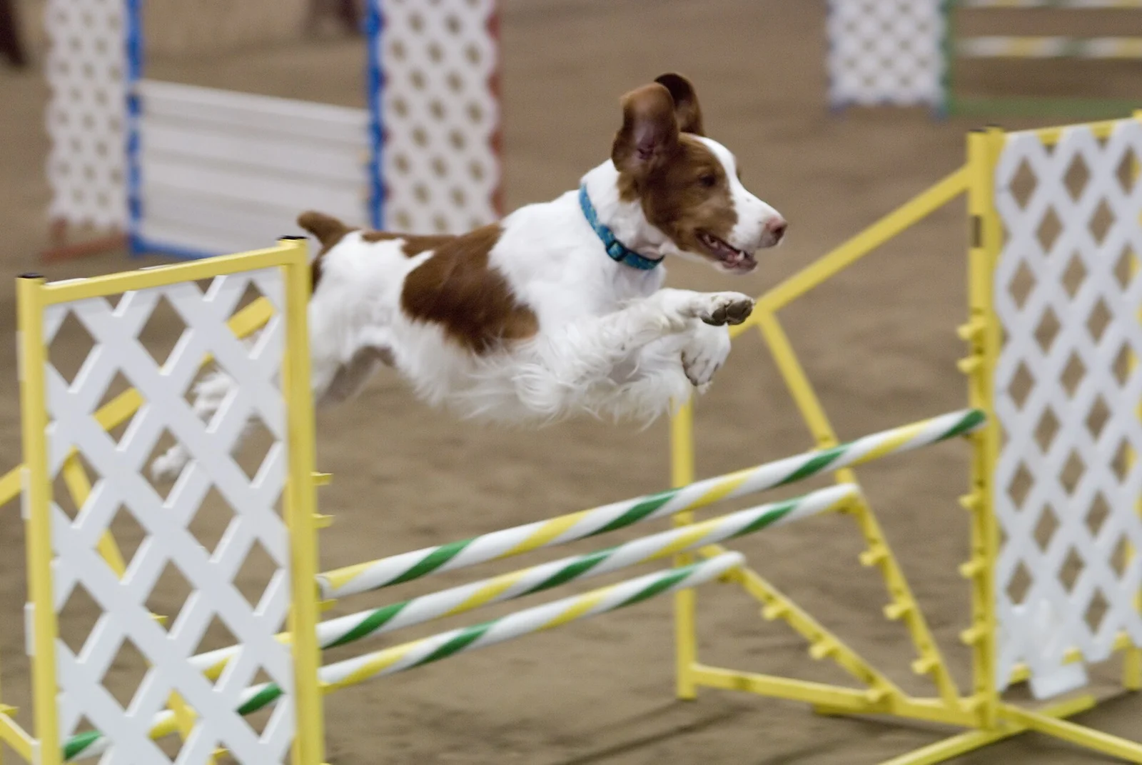 A Brittany spaniel jumping an indoor agility hurdle