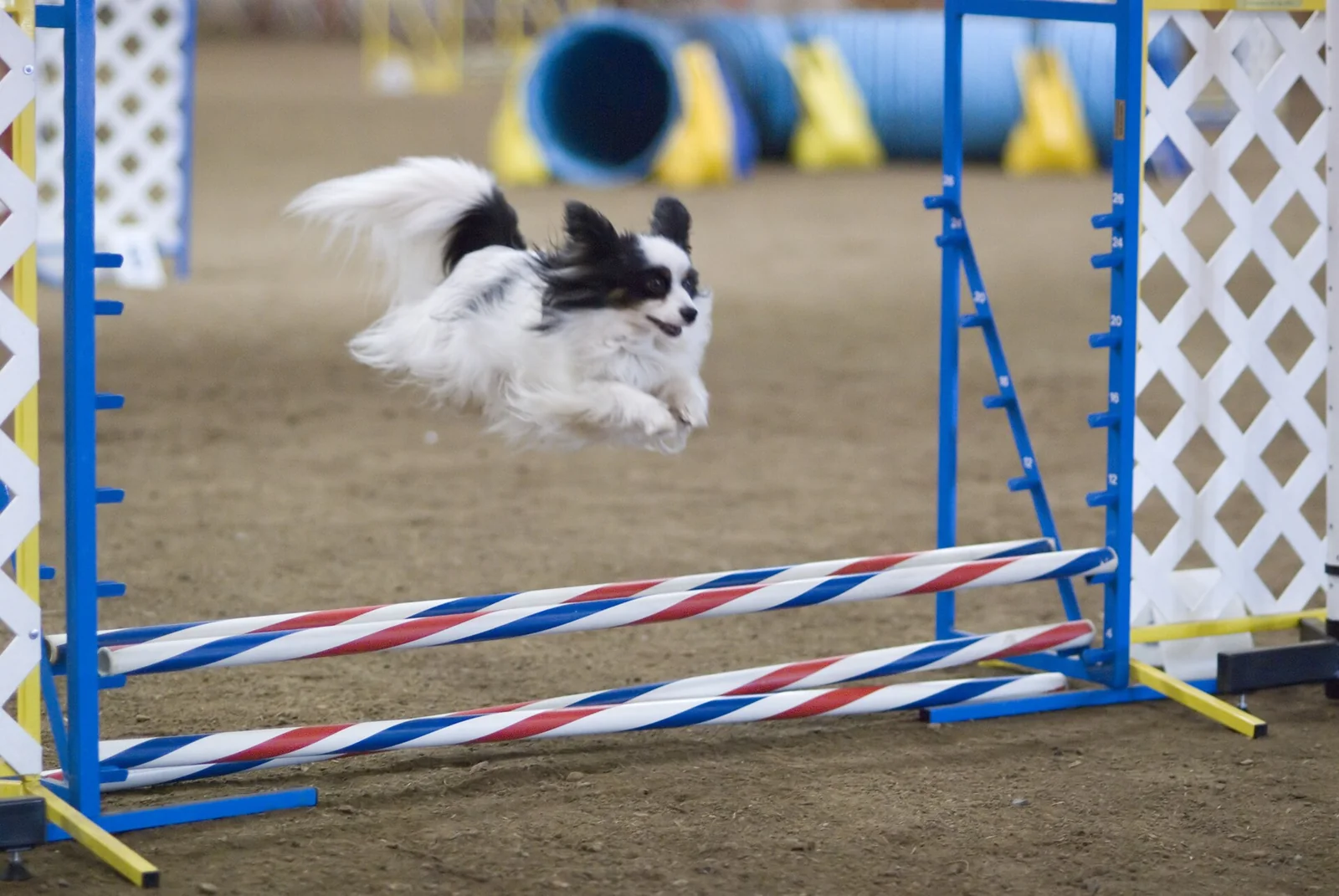 A papillon jumping through an indoor agility course