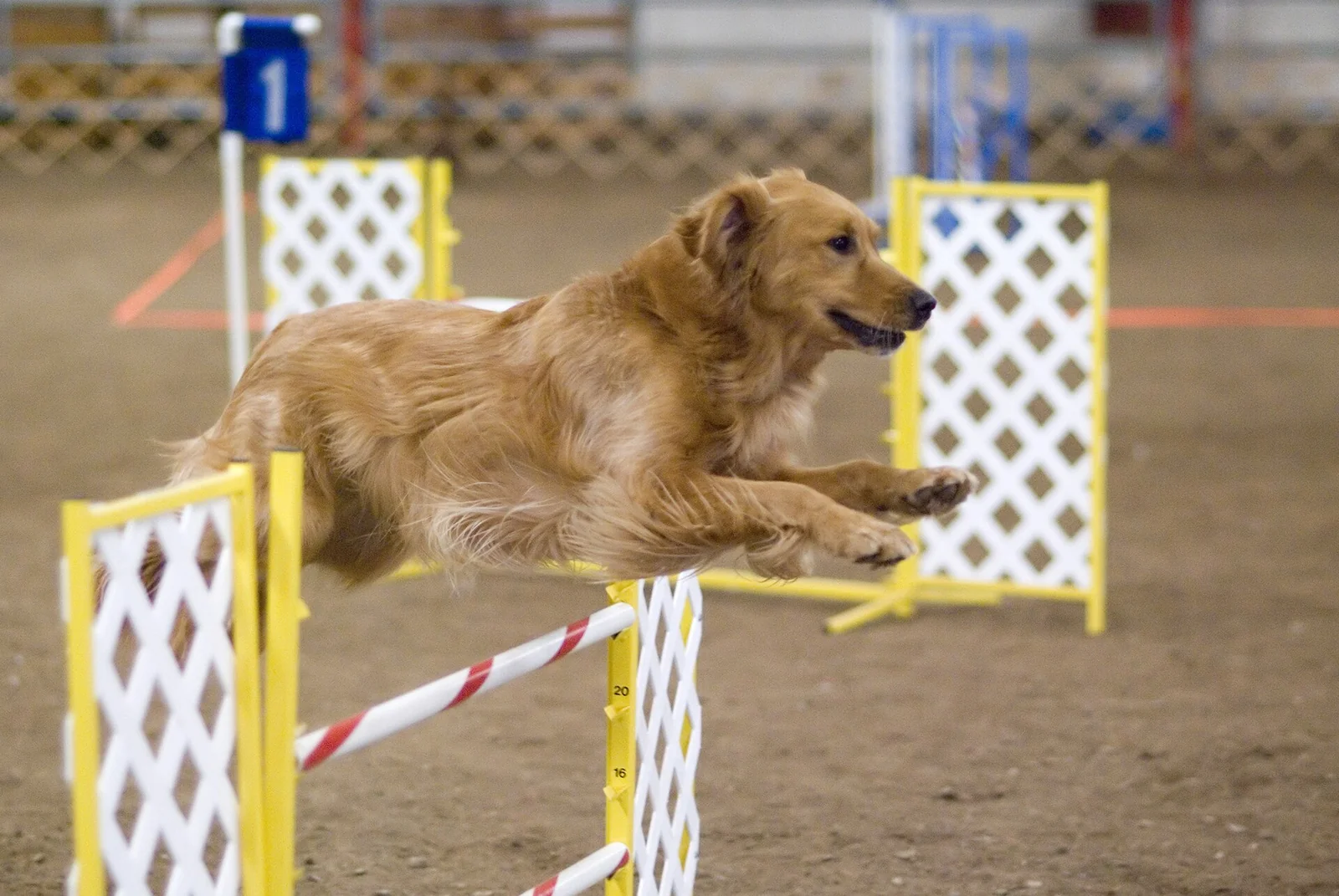 A golden retriever clearing an agility hurdle