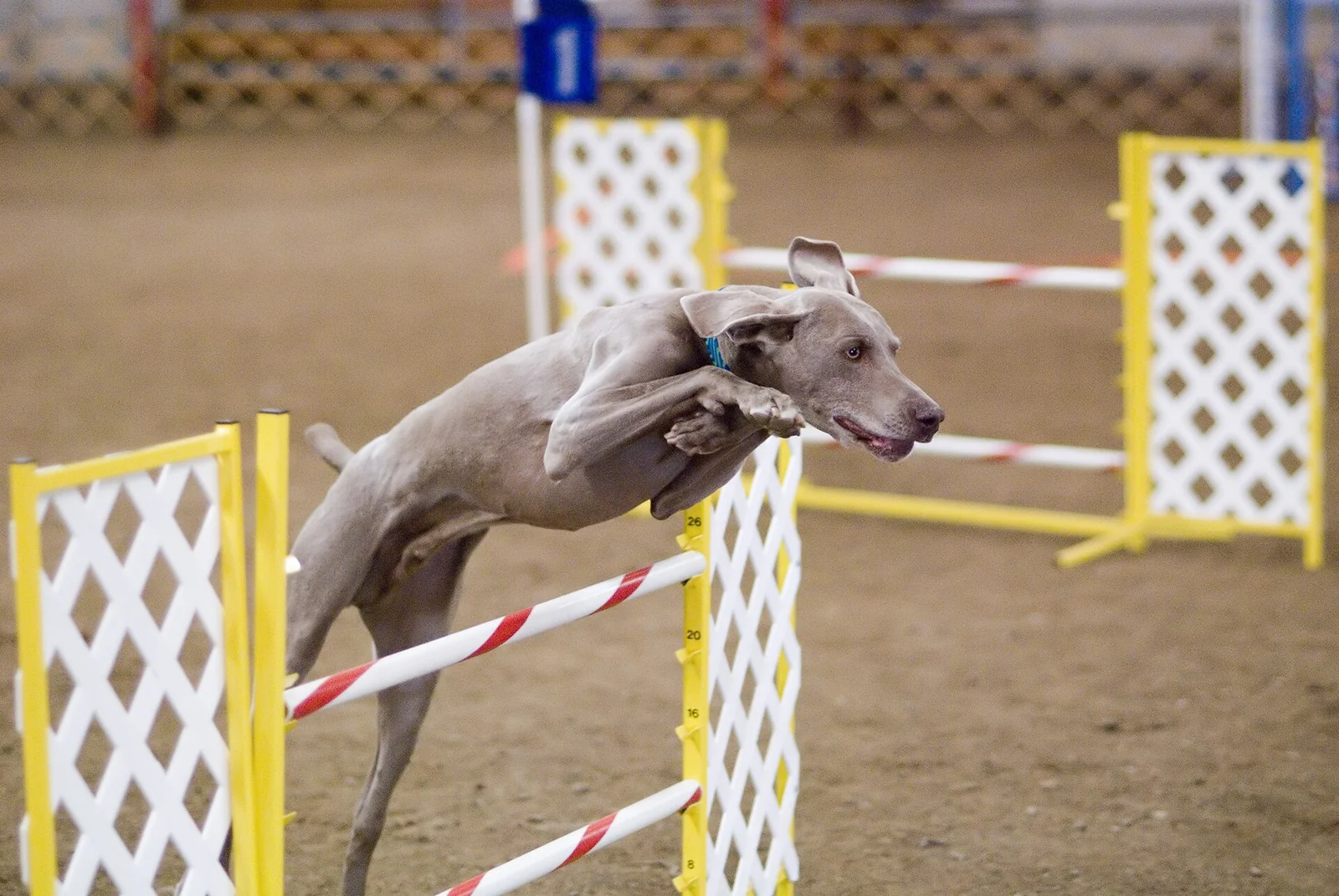 A Weimaraner clearing an indoor agility hurdle