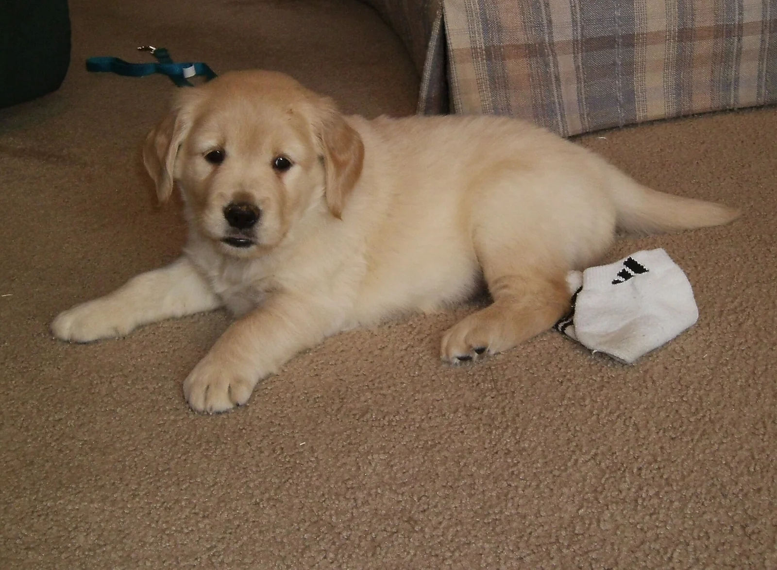 Bringing a Puppy Home: A Calm Plan for the First Few Days