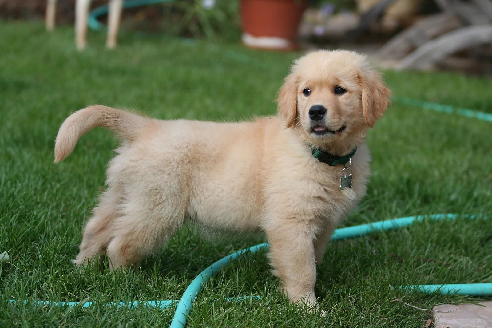 Is Your Puppy Unwell? Changes Worth Calling the Vet About