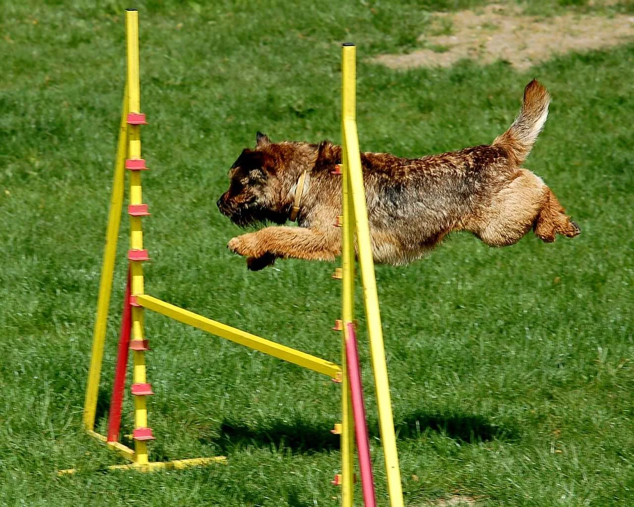 Reward-Based Dog Training: Make the Good Choice Easy to Repeat