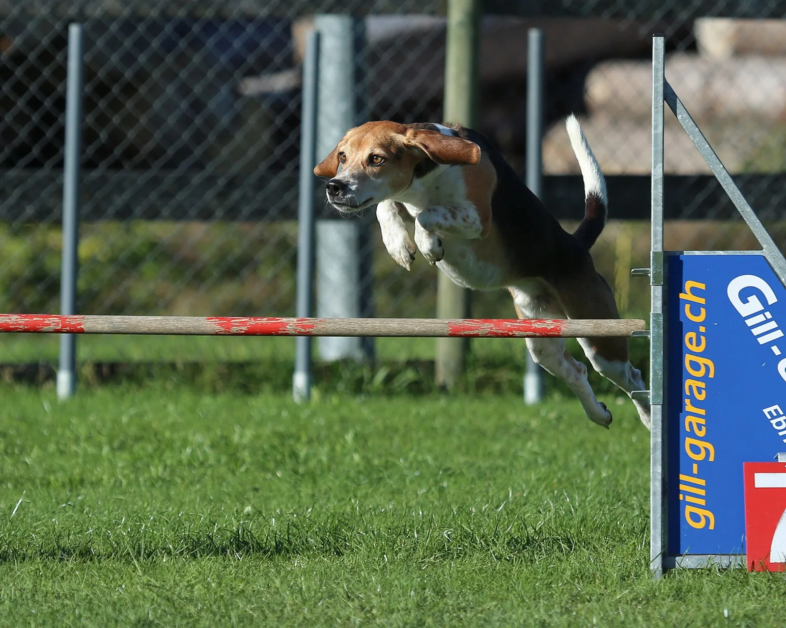 A beagle jumping over an agility hurdle