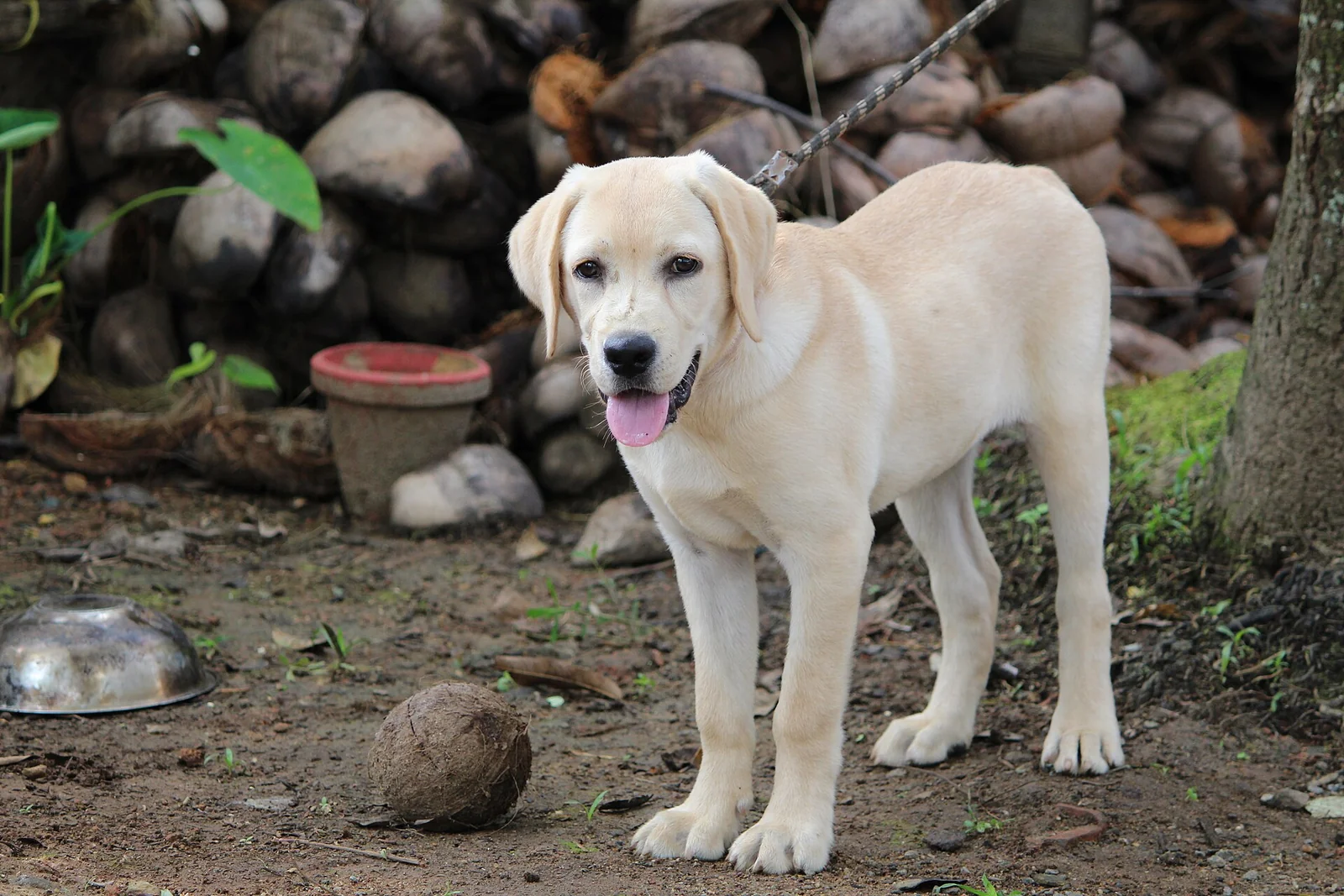A Puppy’s Goodbye or Thank-You? Reading the Caption Separately