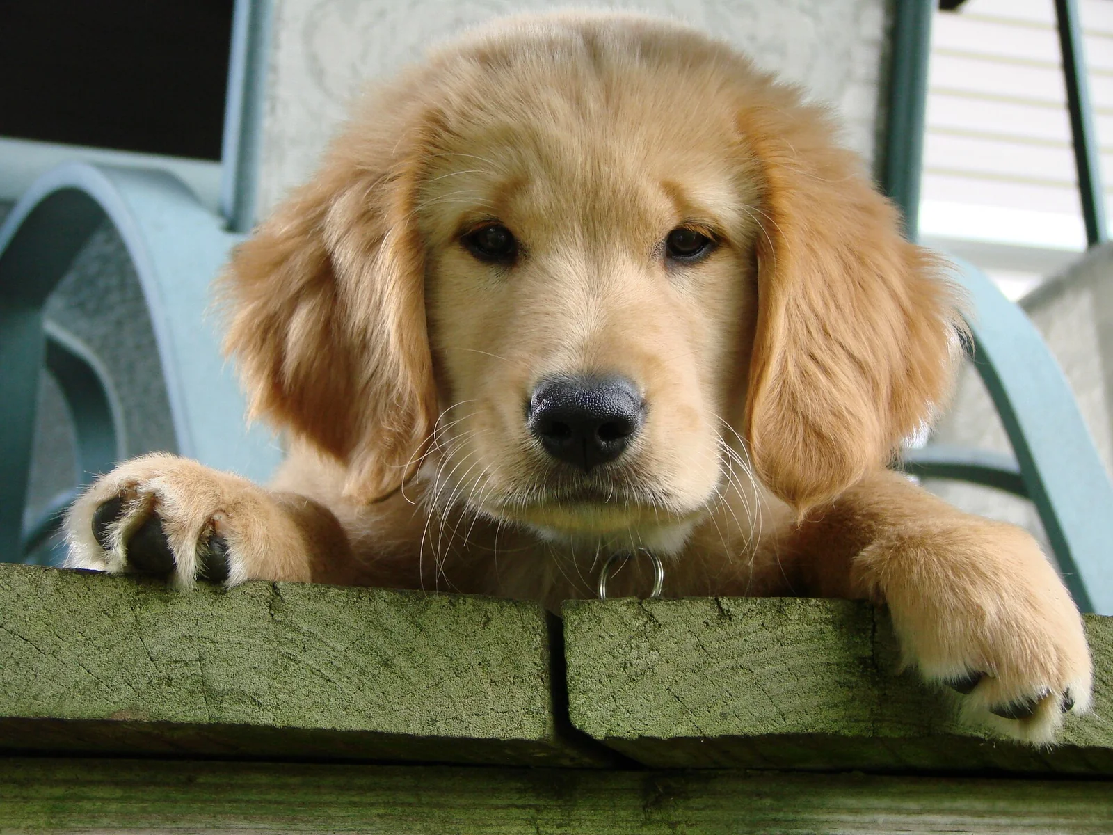 Puppy Supplies: What to Have Ready and What Can Wait