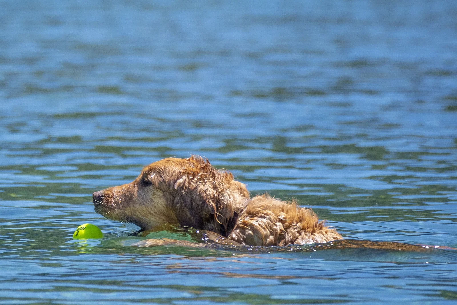 Hot Days With Dogs: A Quieter Plan for Exercise and Play