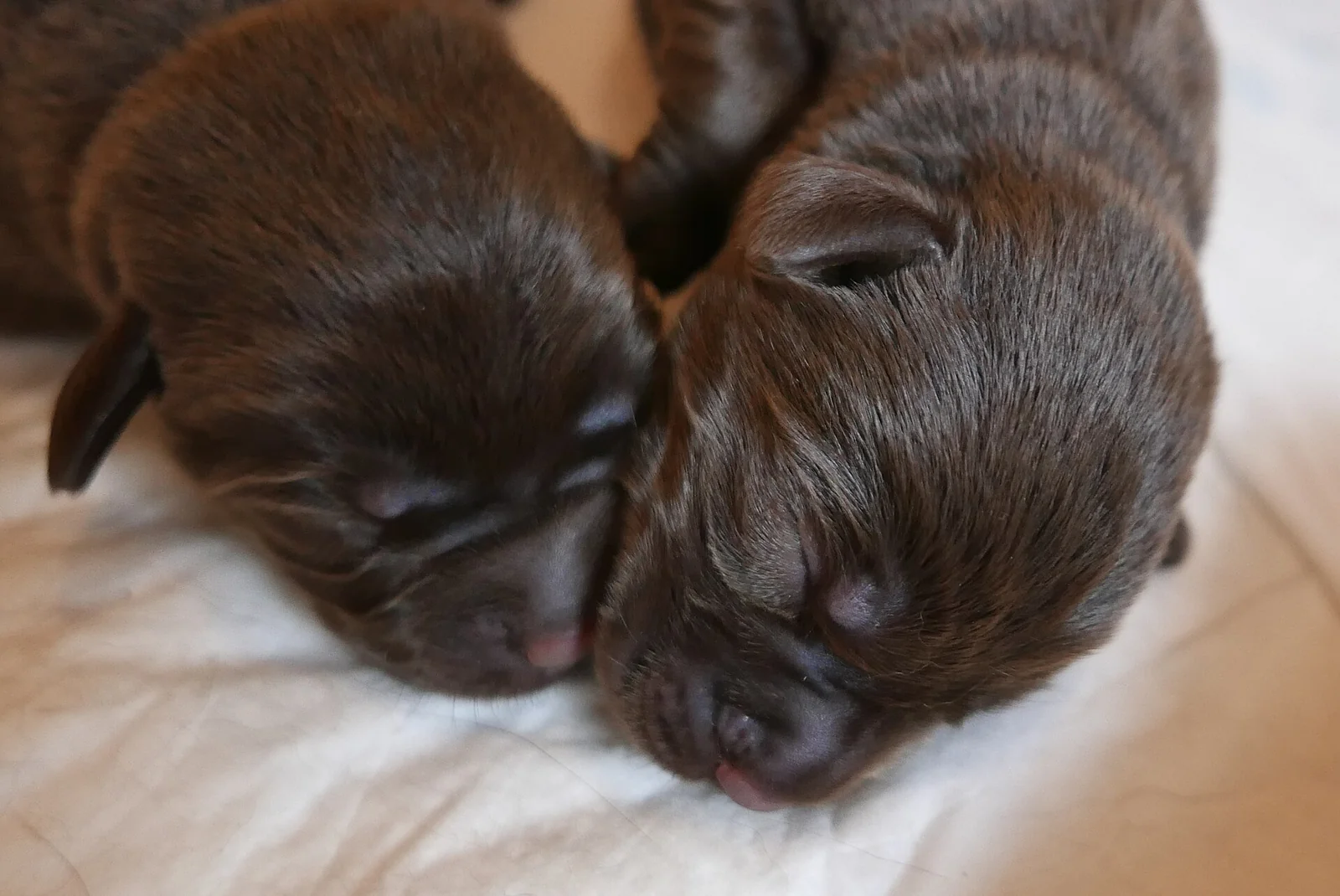 Two newborn chocolate Labrador puppies sleeping together