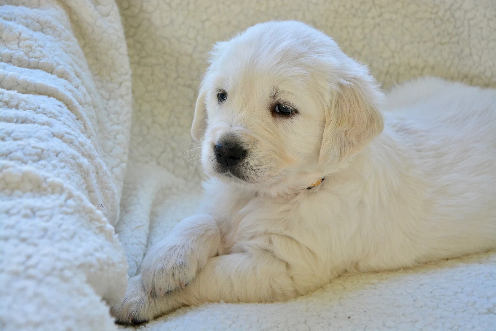 Living With a Retriever: Useful Skills, Vocabulary and a Sensible Home