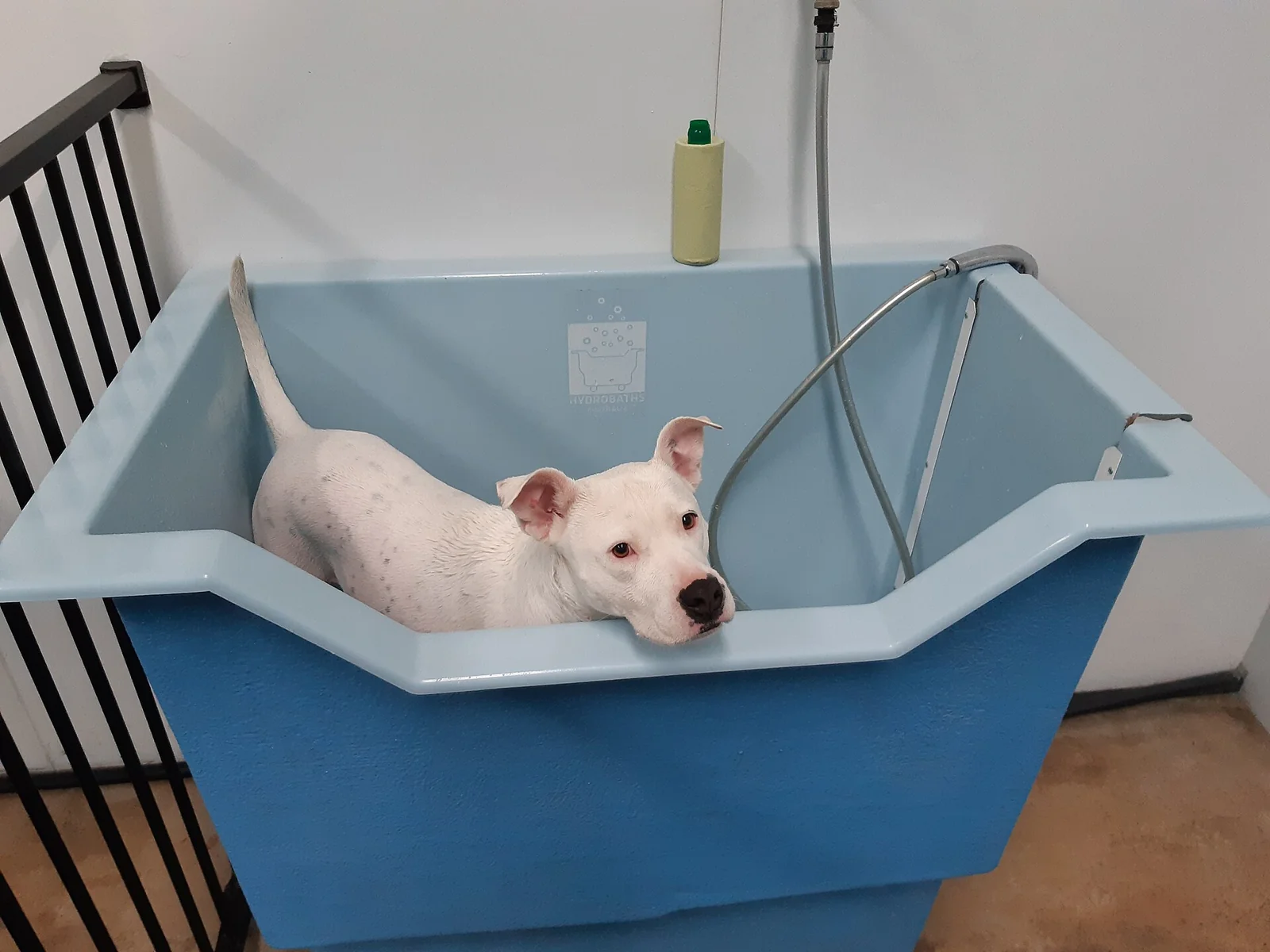 Itchy Dog Skin: Why the Right First Step Is Finding the Cause