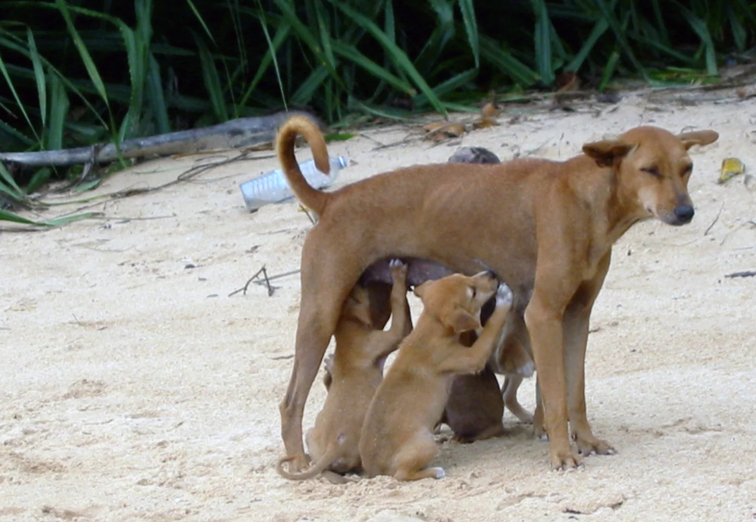 A brown mother dog nursing her puppies beside green vegetation