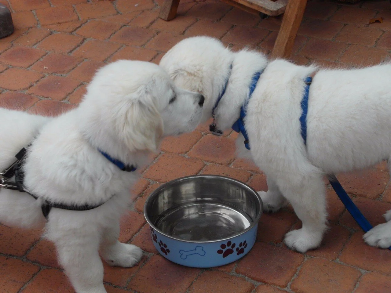 Propylene Glycol in Dog Food: Read Beyond the Alarm