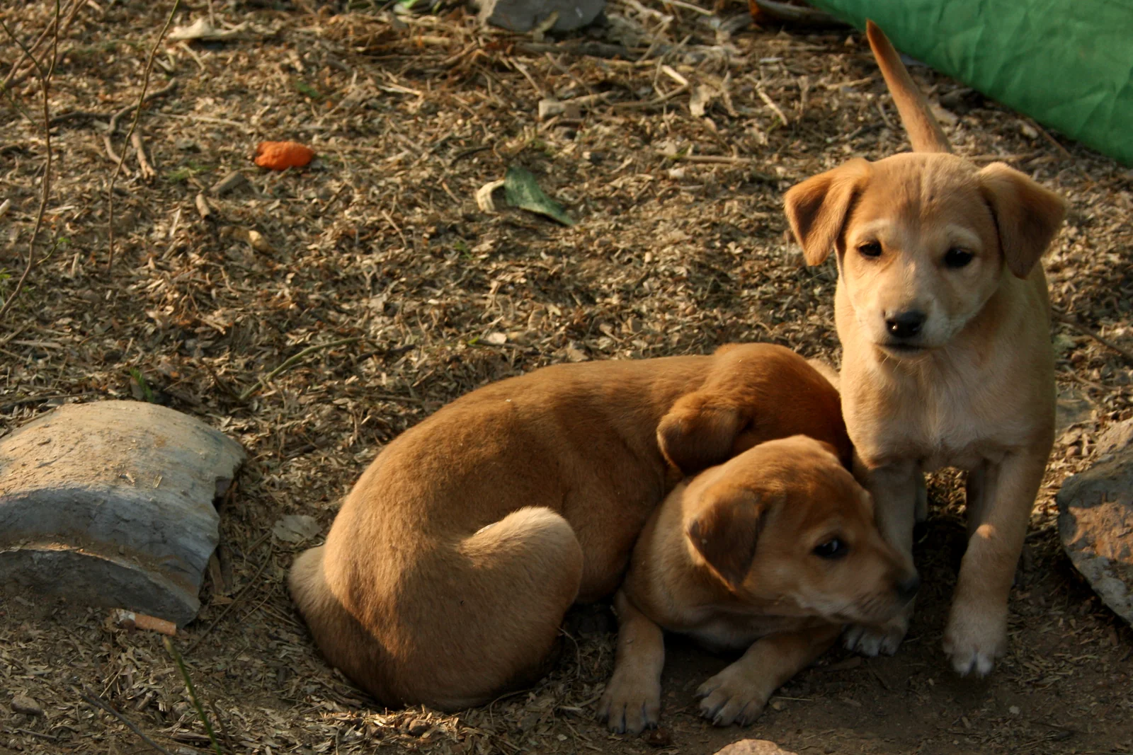 One Puppy Became Five in an Older Mladenovac Rescue Video