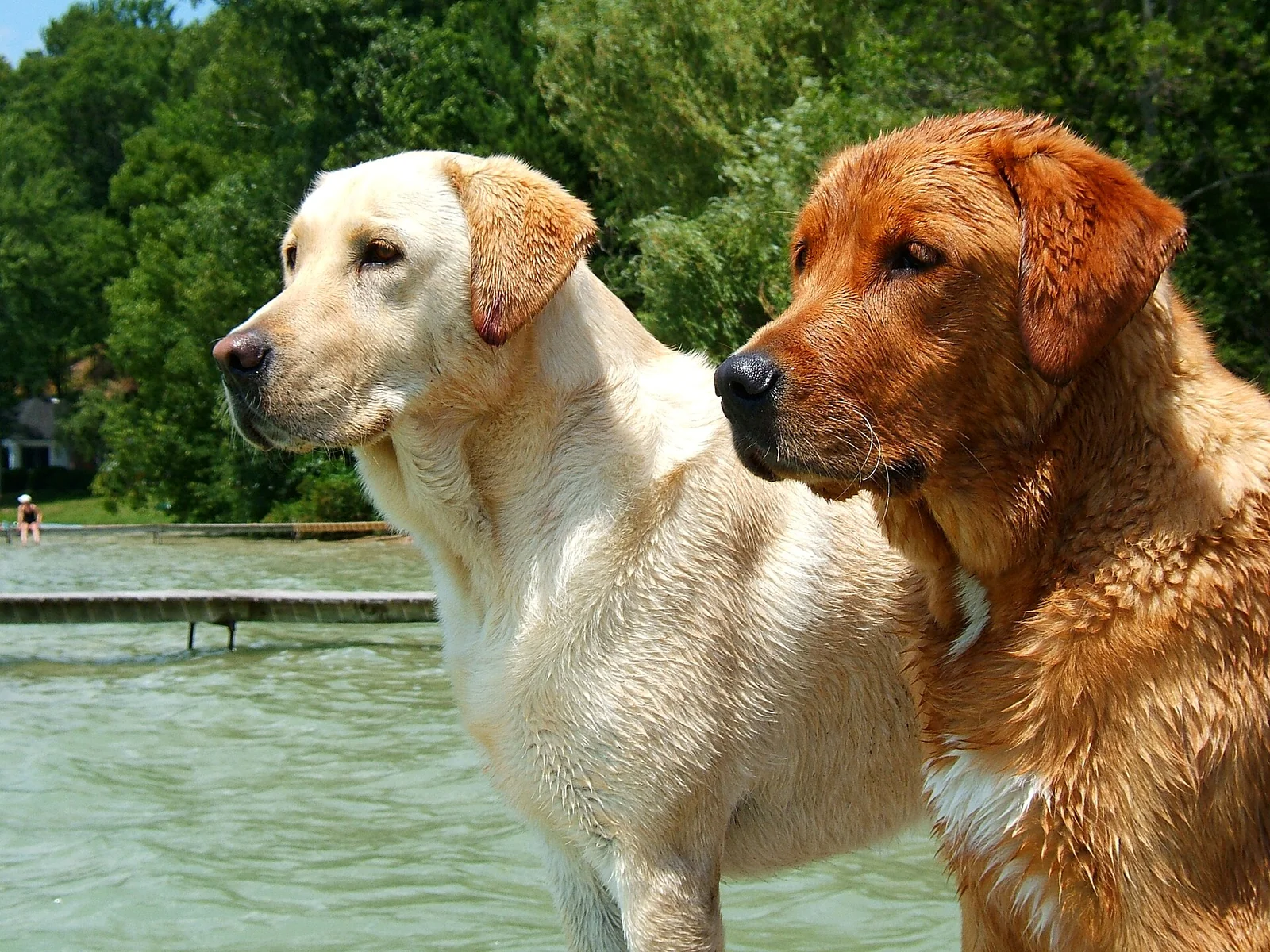 Sabi and Zambi: A Labrador–Lion Story Needs Its Specialist Context
