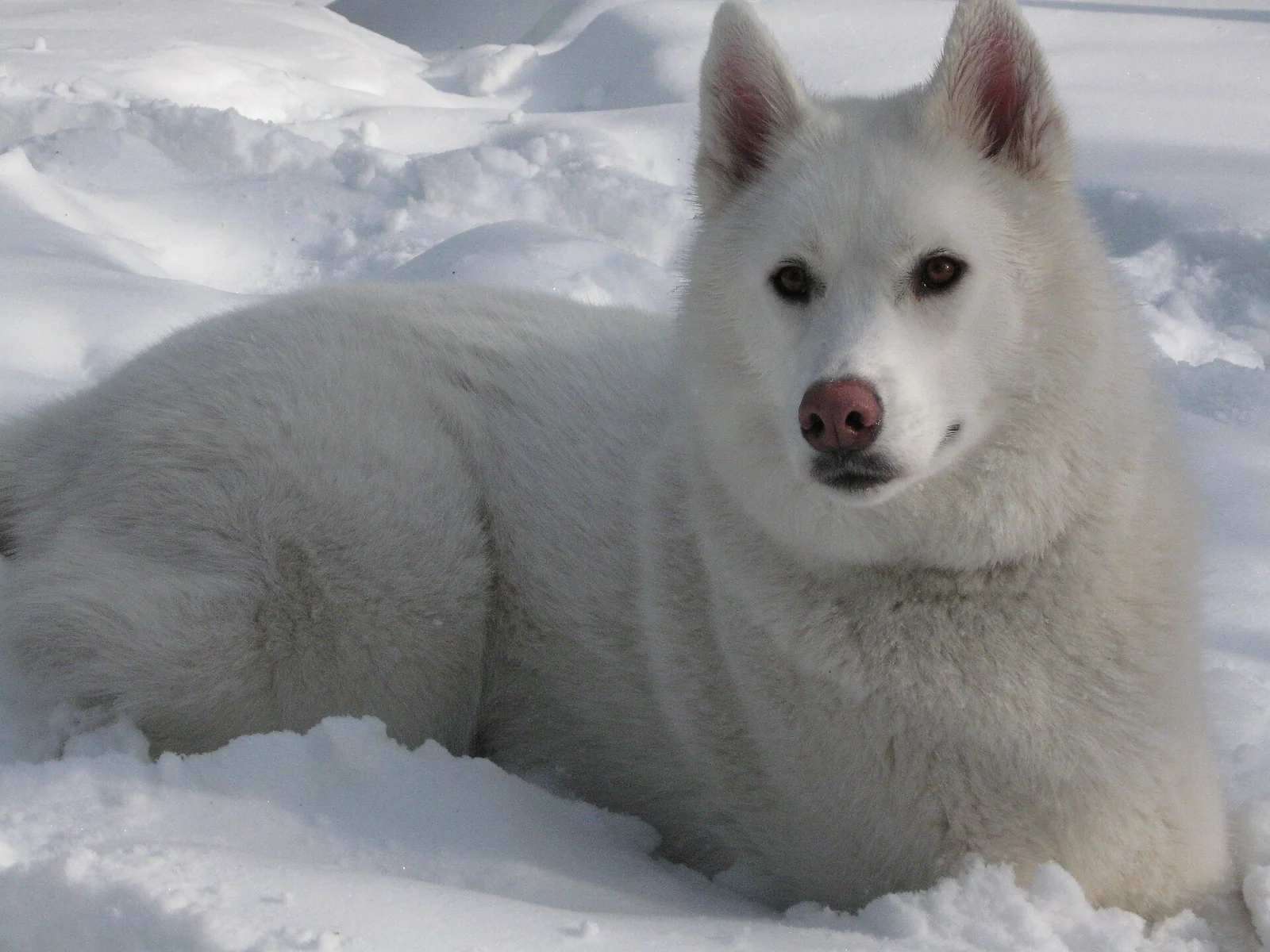 Kobe’s Unusual Digging Led His Owner to Investigate a Gas Leak