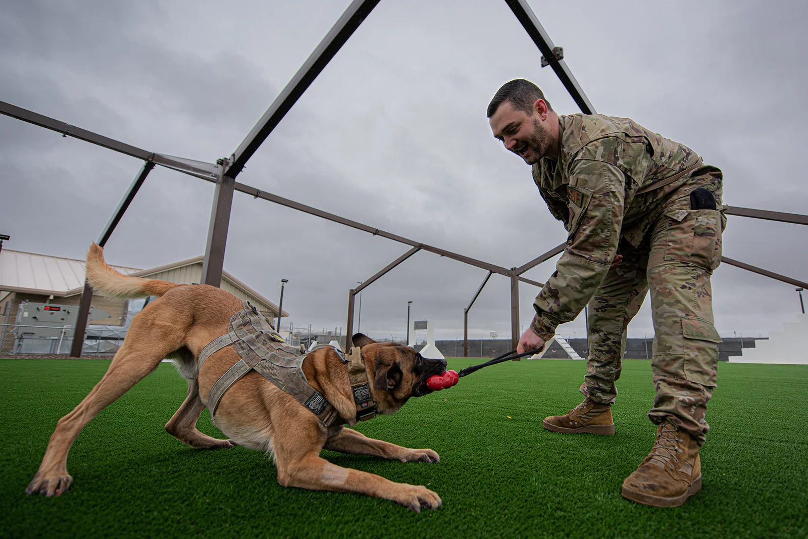 A working dog playing tug with a military handler